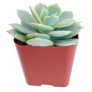 2 inch echeveria fleur blanc live succulent for sale, glaucous pearlescent rosette with powdery farina-coated pale blue-green leaves, symmetric rosette growth pattern with pink-blushed pointed leaf tips