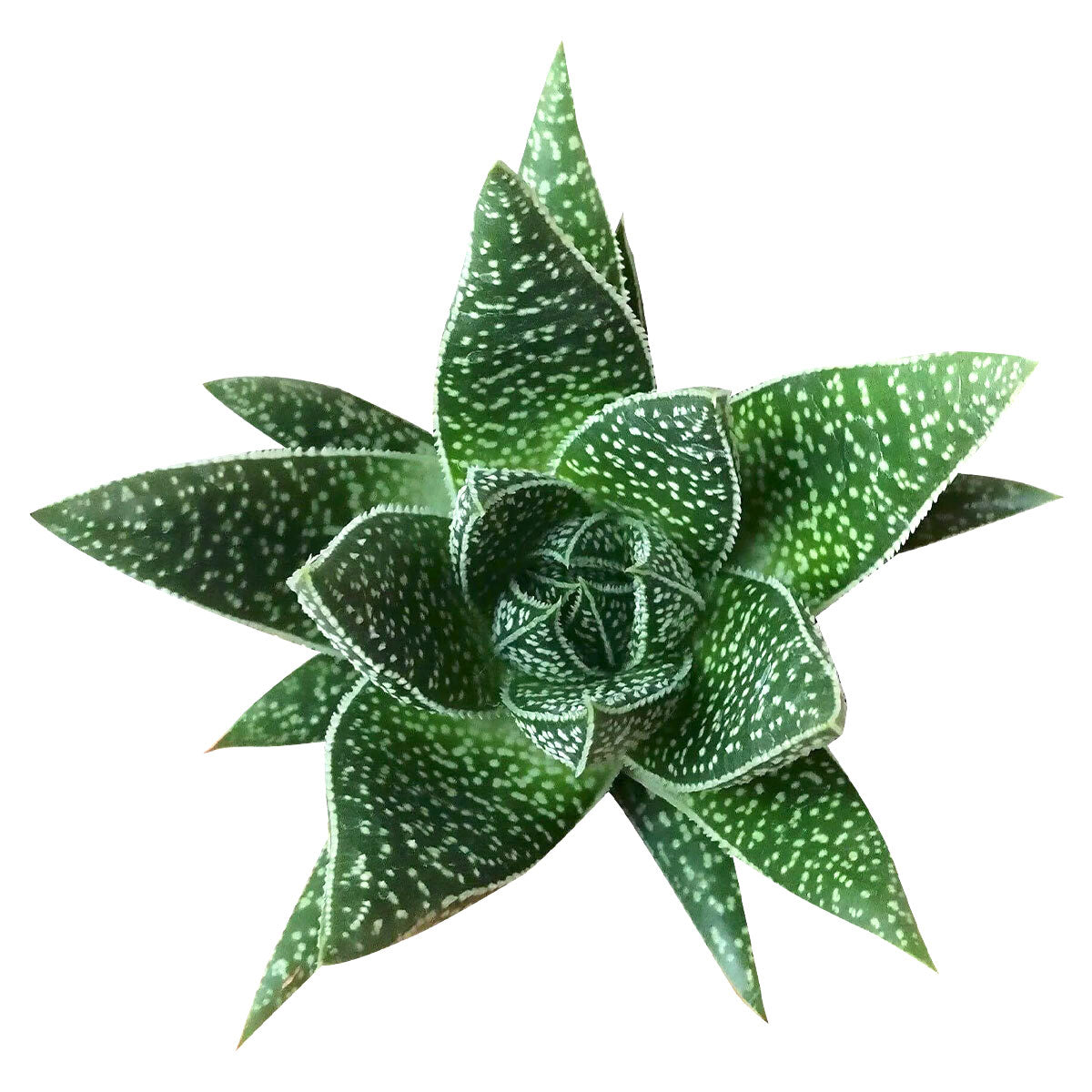 4" pot gasteria flow spiky aloe live succulent for sale, sturdy dark green leaves with scattered white tubercles, toothed spiky margins, south africa native hybrid succulent, thrives in bright indirect light, eye-catching nature-inspired home decor, lovely gift for succulent and aloe fans