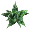 buy gasteria flow spiky aloe live succulent 4" pot online, sturdy rosette with toothed spiky leaf edges and white dot patterning, dark green foliage with architectural appeal, offset-producing clumping habit, drought tolerant and pet friendly, beautiful nature-inspired indoor decor piece, ideal succulent gift for beginners or collectors
