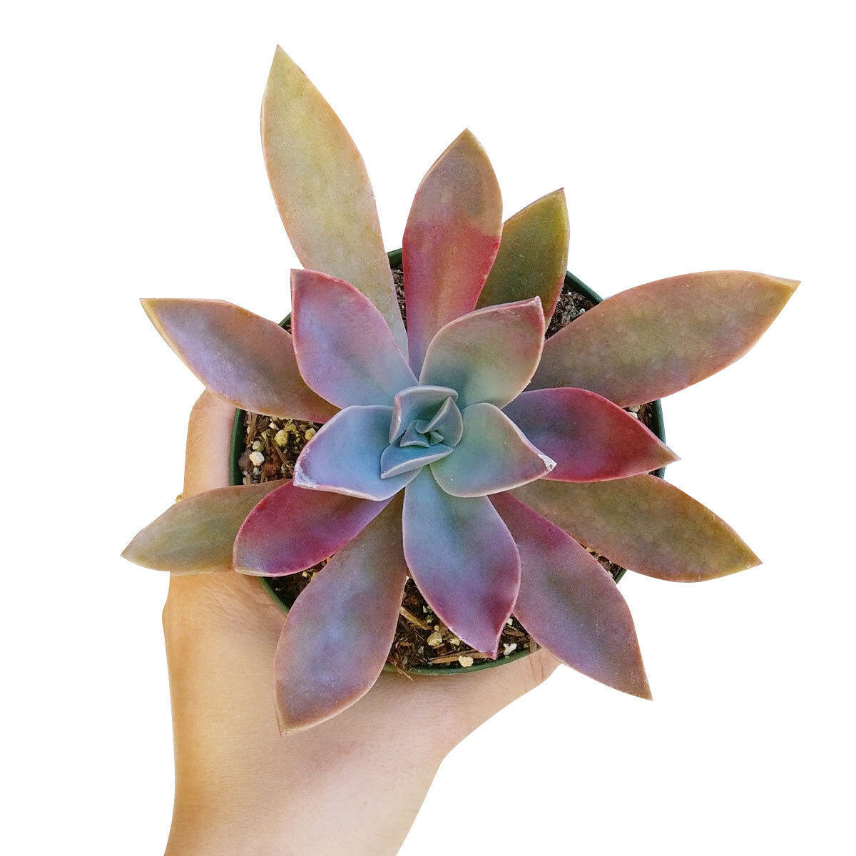 4 inch graptoveria fred ives live air plant for sale, large rosette succulent with blue-green to salmon gradient leaves, thick fleshy spoon-shaped foliage, summer blooming with yellow star-shaped flowers, pet safe and beginner friendly, striking patio or indoor shelf decor, thoughtful unique plant gift, in clay pot