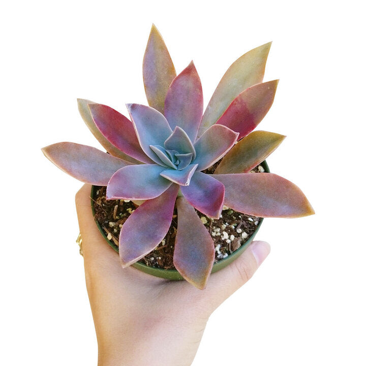 buy graptoveria fred ives live air plant 2 inch online, stress-colored purple pink rosette succulent with pointed bronze leaf tips, farina-dusted textured surface, compact clumping form ideal for small spaces, easy care drought tolerant succulent, modern minimalist indoor display, beautiful gift for plant enthusiasts, in white modern pot