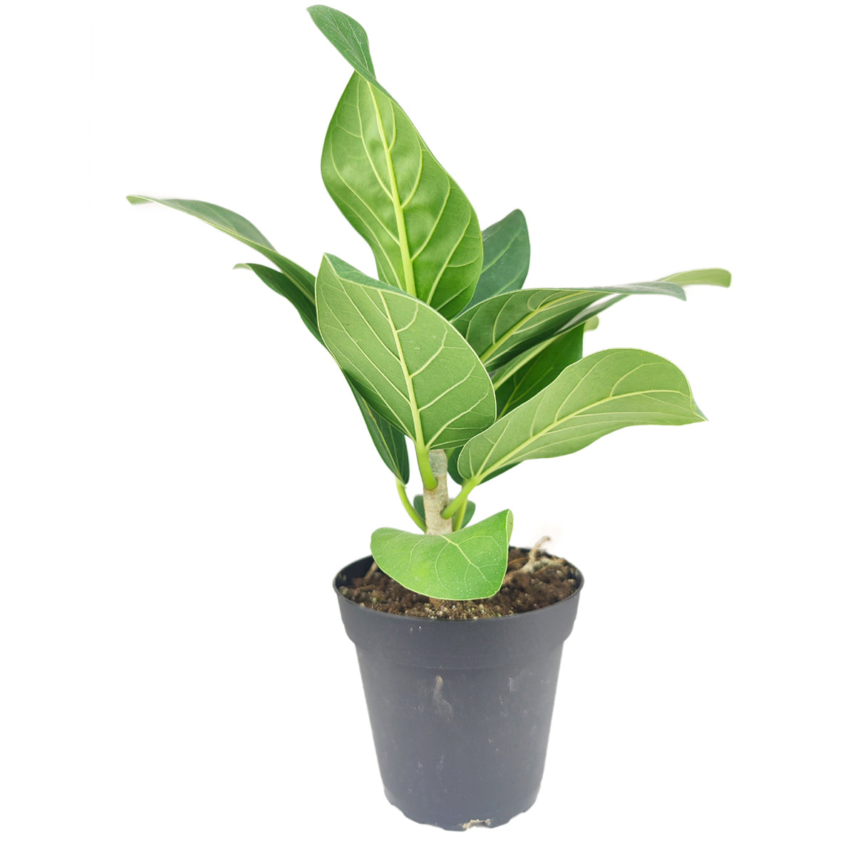 Ficus Audrey, buy Ficus Audrey online, how to care for Ficus Audrey, Fiddle Leaf Fig, air-purifying houseplants, best place to buy indoor plants online