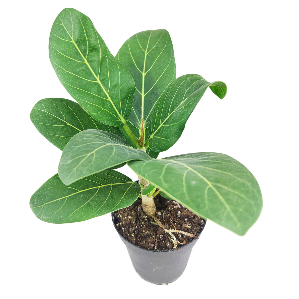 Ficus Audrey, Ficus Audrey for sale, Buy Ficus Audrey online, best for beginners houseplant, how to care for Ficus Audrey
