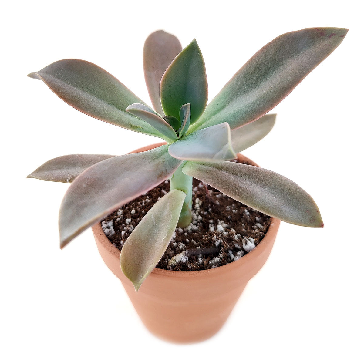 4 inch graptoveria fred ives live air plant for sale, vivid color-shifting rosette with coral teal and lavender hues, thick waxy leaves arranged in tight spiral, fast-offsetting clustering growth habit, full sun to partial shade tolerant, natural bohemian outdoor garden accent, wonderful housewarming or birthday gift, in bamboo pot
