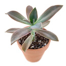 Buy 2" Graptoveria 'Fred Ives' online. This stunning succulent forms large rosettes with thick, fleshy leaves in beautiful shades of bronze, lavender, and pink that become more vibrant in bright light. It thrives in bright, indirect light with well-draining soil and occasional watering. A striking addition to succulent collections, sunny windowsills, or modern home décor.