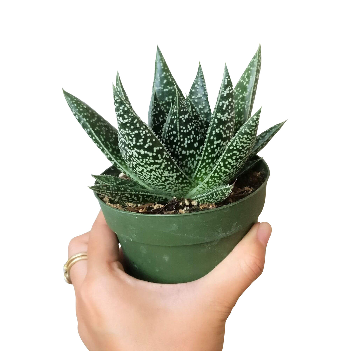 4" pot gasteria flow spiky aloe live succulent for sale, triangular succulent leaves forming a compact spotted rosette, forest green base color with white bumpy texture, slow-growing clustering succulent ideal for small spaces, needs minimal watering, elegant desk or countertop display, makes a thoughtful low-effort gift