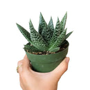 buy gasteria flow spiky aloe live succulent 4" pot online, sturdy rosette with toothed spiky leaf edges and white dot patterning, dark green foliage with architectural appeal, offset-producing clumping habit, drought tolerant and pet friendly, beautiful nature-inspired indoor decor piece, ideal succulent gift for beginners or collectors
