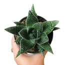 buy gasteria flow spiky aloe live succulent 4" pot online, sturdy rosette with toothed spiky leaf edges and white dot patterning, dark green foliage with architectural appeal, offset-producing clumping habit, drought tolerant and pet friendly, beautiful nature-inspired indoor decor piece, ideal succulent gift for beginners or collectors