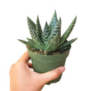buy gasteria flow spiky aloe live succulent 4" pot online, sturdy rosette with toothed spiky leaf edges and white dot patterning, dark green foliage with architectural appeal, offset-producing clumping habit, drought tolerant and pet friendly, beautiful nature-inspired indoor decor piece, ideal succulent gift for beginners or collectors