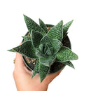buy gasteria flow spiky aloe live succulent 4" pot online, sturdy rosette with toothed spiky leaf edges and white dot patterning, dark green foliage with architectural appeal, offset-producing clumping habit, drought tolerant and pet friendly, beautiful nature-inspired indoor decor piece, ideal succulent gift for beginners or collectors