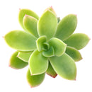 buy echeveria golden glow live succulent 2 inch online, vivid yellow-green to pale gold coloring with sun-kissed pink edges, symmetrical architectural rosette silhouette, clumping and slowly offsetting for multi-rosette displays