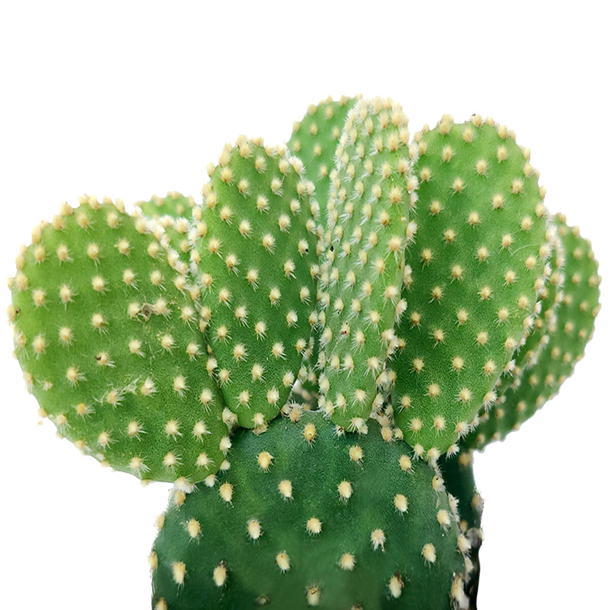 Bunny Ears Cactus, succulents, cactus, succulent plant, succulent care, rare succulents, indoor succulents, outdoor succulents, succulent subscription, monthly succulents, succulent care guide, succulents shop near me, Bunny Ears Cactus in California, succulents store in CA, how to grow Bunny Ears Cactus, cactus, cactus succulent, succulent cactus, cacti, cactus and succulents, succulents box, succulent shop, buy succulents online