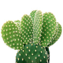 Bunny Ears Cactus, succulents, cactus, succulent plant, succulent care, rare succulents, indoor succulents, outdoor succulents, succulent subscription, monthly succulents, succulent care guide, succulents shop near me, Bunny Ears Cactus in California, succulents store in CA, how to grow Bunny Ears Cactus, cactus, cactus succulent, succulent cactus, cacti, cactus and succulents, succulents box, succulent shop, buy succulents online