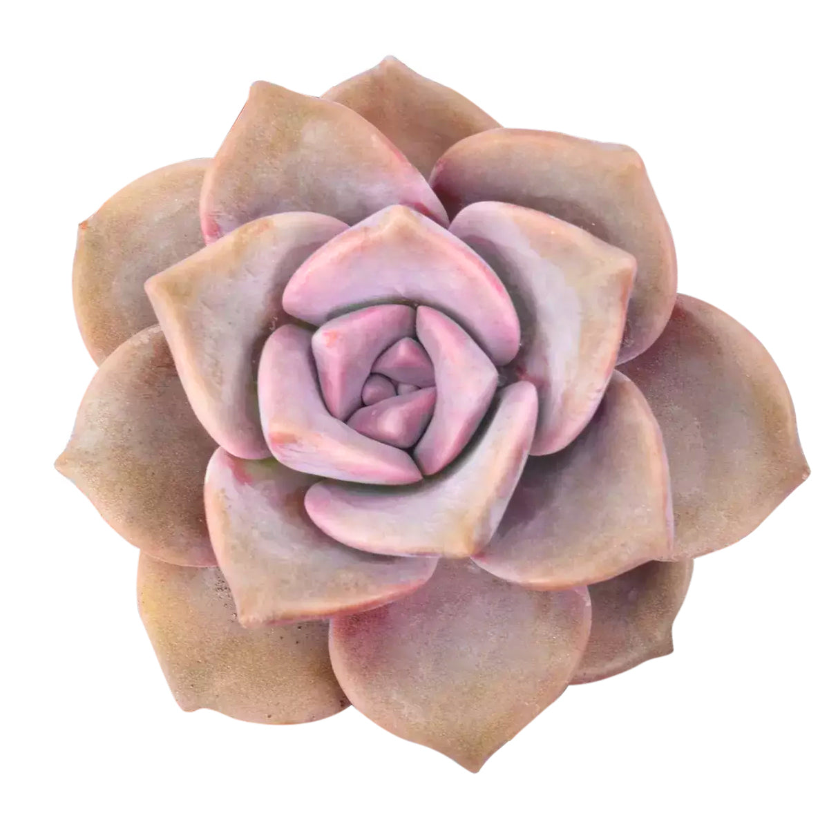 buy graptopetalum purple delight live succulent 2 inch online, frosty lavender-purple rosette leaves, powdery farina coating, trailing clustering growth habit, drought tolerant and low water care, bohemian windowsill or patio accent