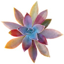 Buy 2" Graptoveria 'Fred Ives' online. This stunning succulent forms large rosettes with thick, fleshy leaves in beautiful shades of bronze, lavender, and pink that become more vibrant in bright light. It thrives in bright, indirect light with well-draining soil and occasional watering. A striking addition to succulent collections, sunny windowsills, or modern home décor.