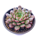 4 inch graptoveria bashful live succulent for sale, blush pink to red leaf tips with mint green base, clumping rosette spreading growth pattern, non-toxic pet safe succulent variety, fleshy water-storing upright leaves with powdery coating, stunning boho indoor or outdoor container plant, ideal collector gift for succulent enthusiasts in bamboo pot