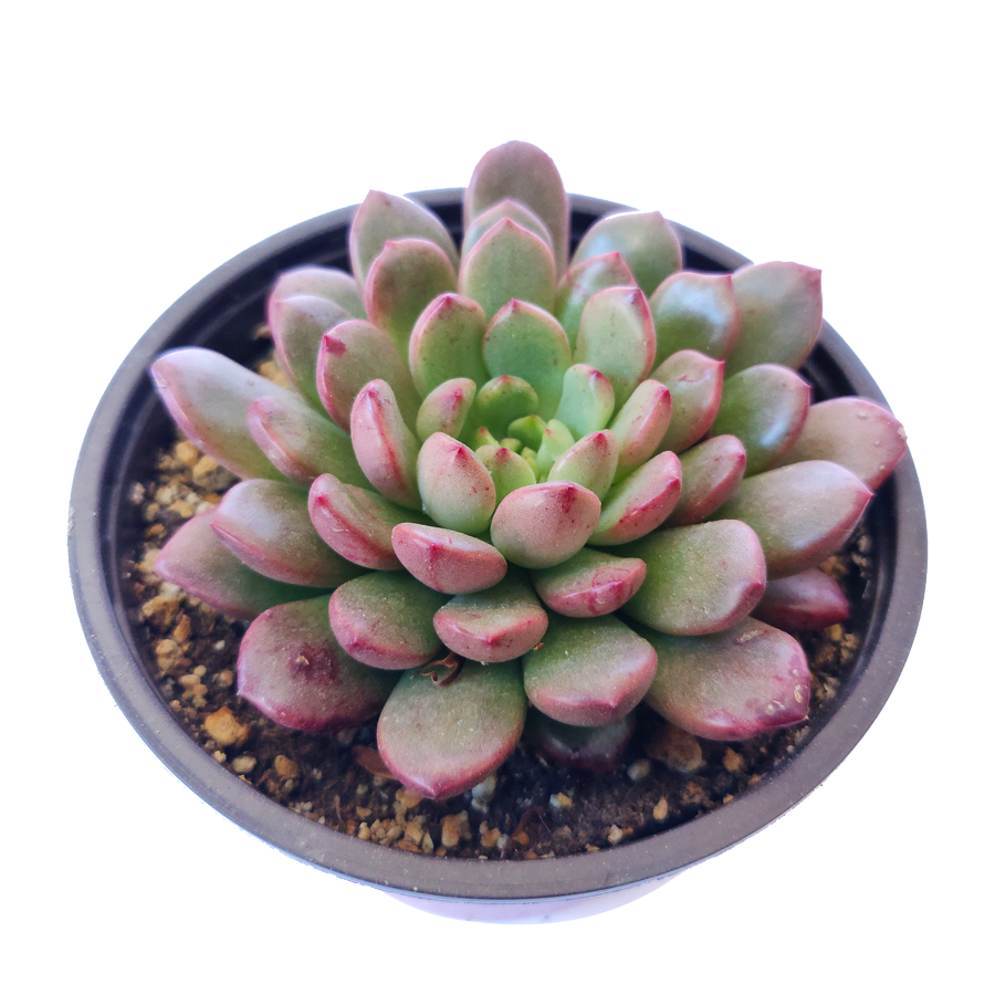 buy graptoveria bashful live succulent 2 inch online, color-changing leaves from green to rosy pink in bright sun, stemless compact rosette form, easy care beginner-friendly succulent, sun-loving drought tolerant variety, beautiful small-space or shelf display plant, unique succulent gift idea in white modern pot