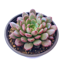 4 inch graptoveria bashful live succulent for sale, blush pink to red leaf tips with mint green base, clumping rosette spreading growth pattern, non-toxic pet safe succulent variety, fleshy water-storing upright leaves with powdery coating, stunning boho indoor or outdoor container plant, ideal collector gift for succulent enthusiasts in bamboo pot