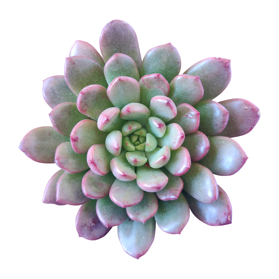 4 inch graptoveria bashful live succulent for sale, blush pink to red leaf tips with mint green base, clumping rosette spreading growth pattern, non-toxic pet safe succulent variety, fleshy water-storing upright leaves with powdery coating, stunning boho indoor or outdoor container plant, ideal collector gift for succulent enthusiasts in bamboo pot