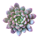 4 inch graptoveria bashful live succulent for sale, blush pink to red leaf tips with mint green base, clumping rosette spreading growth pattern, non-toxic pet safe succulent variety, fleshy water-storing upright leaves with powdery coating, stunning boho indoor or outdoor container plant, ideal collector gift for succulent enthusiasts in bamboo pot
