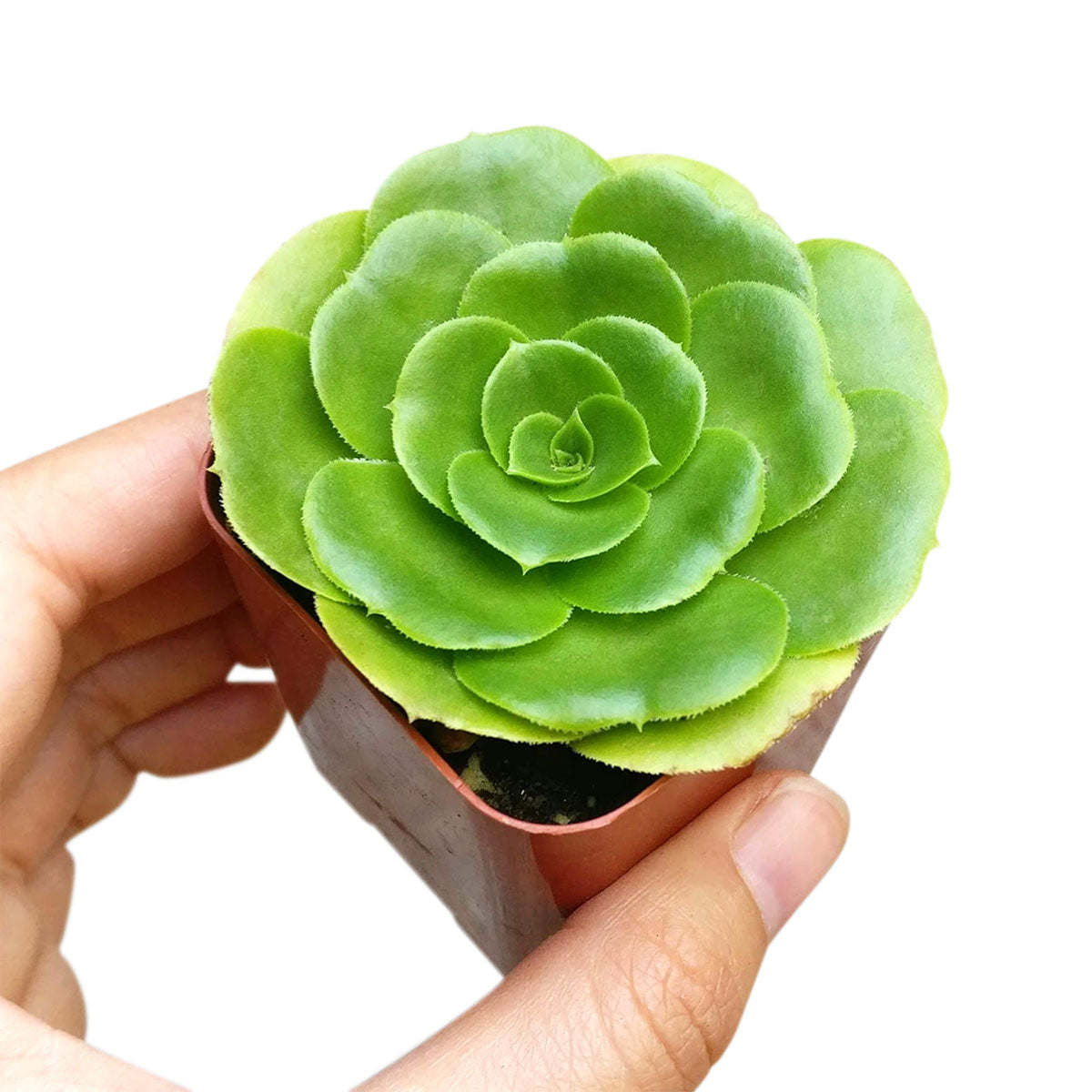buy aeonium green platters - aeonium undulatum live succulent 2 inch online, lustrous green rosette in white modern pot, symmetrical succulent rosette form, fleshy water-storing leaves, non-toxic and beginner friendly, striking minimalist decor accen