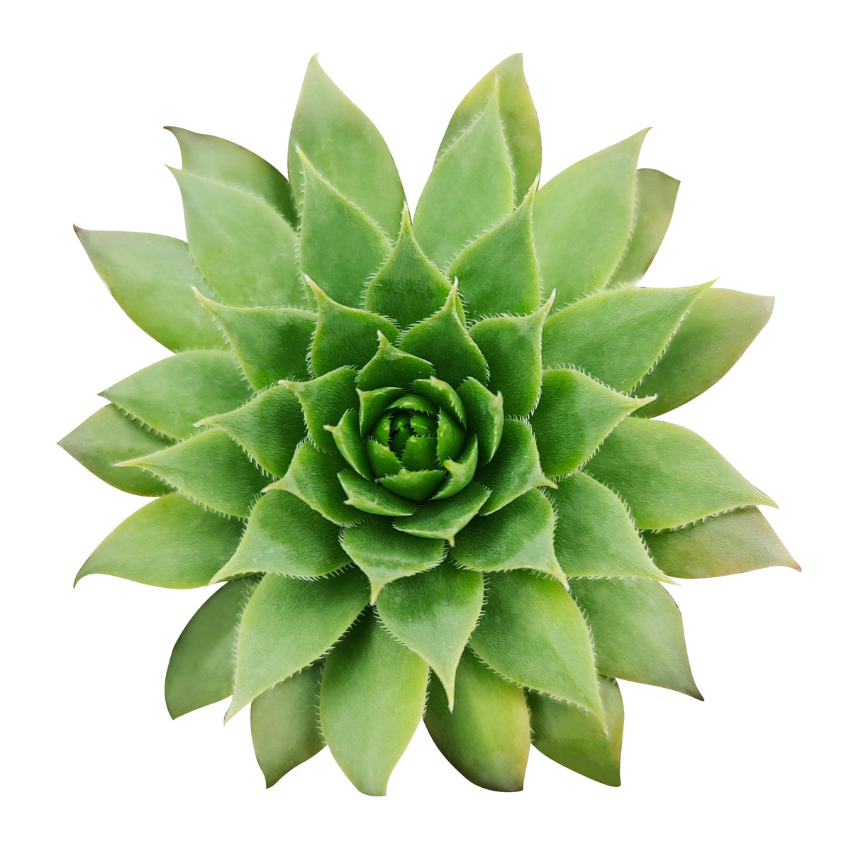 buy sempervivum green wheel live succulent 2 inch online, bright apple-green symmetrical rosette, fleshy tightly packed succulent leaves, compact low-growing clustering form, cold hardy and drought tolerant, perfect for geometric rock garden displays, a charming gift for succulent enthusiasts