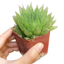 Haworthia Cooperi for sale, succulents shop in California, how to grow succulents, monthly succulents, indoor succulents, succulent care tips, succulent care, succulent subscription, cactus, Haworthia Cooperi in California, How to grow Haworthia Cooperi. indoor succulents