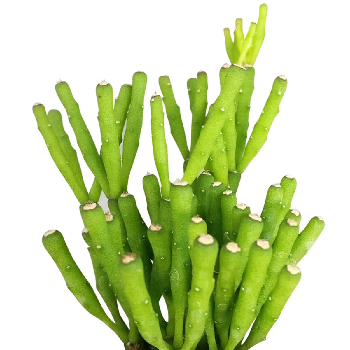 buy dancing bones hatiora salicornioides cactus live cactus 2 inch online in plastic pot, slender cylindrical stem segments with a skeleton-inspired branching form, deep tropical green coloring with warm orange seasonal blooms at tips, slow growing narrow habit perfect for desks and small spaces, drought tolerant with minimal care needs, a unique bohemian home accent, an excellent gift for beginners and collectors alike