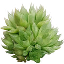 Haworthia Cooperi for sale, succulents shop in California, how to grow succulents, monthly succulents, indoor succulents, succulent care tips, succulent care, succulent subscription, cactus, Haworthia Cooperi in California, How to grow Haworthia Cooperi. indoor succulents