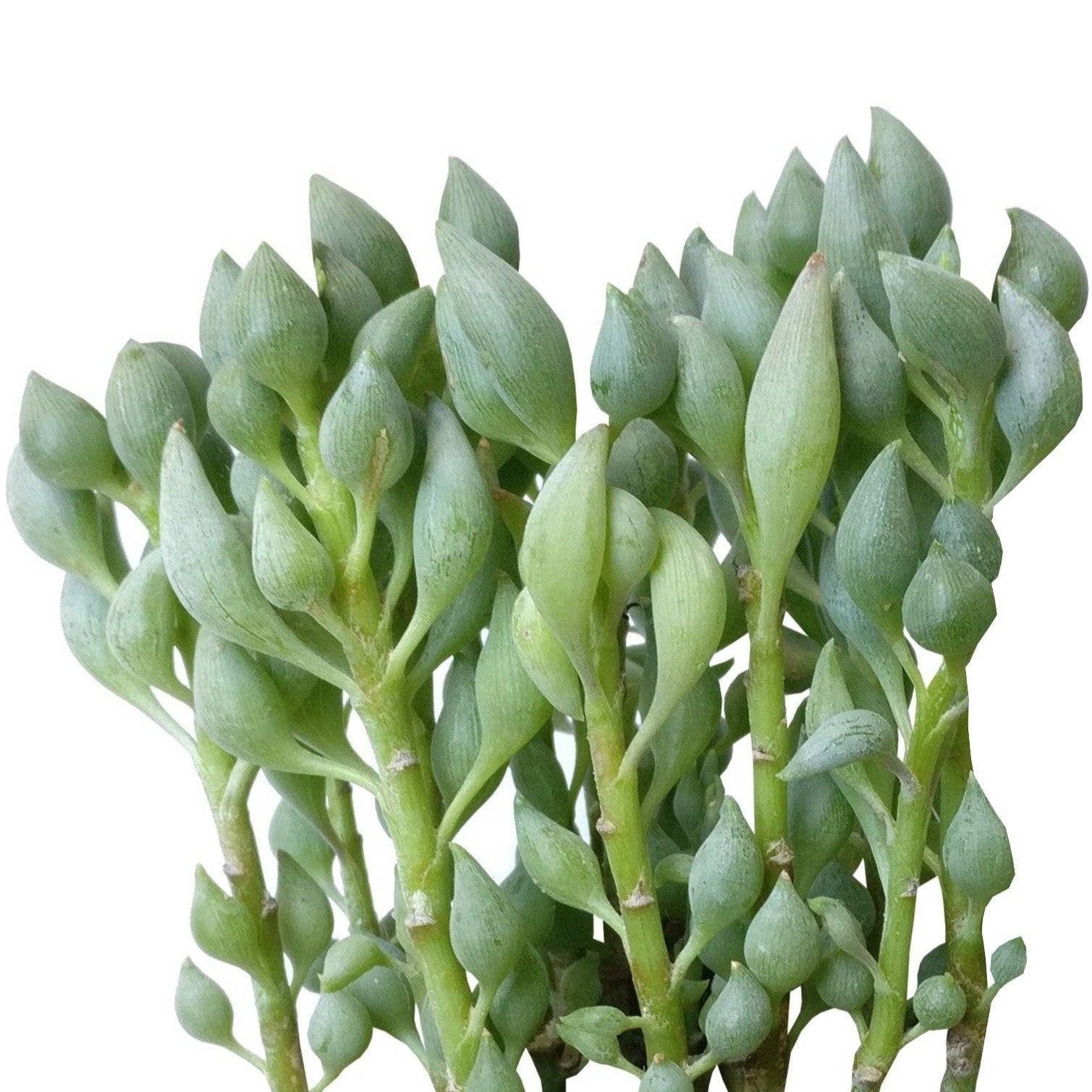buy senecio citriformis succulents live succulent 2 inch online, grey-green teardrop shaped leaves with translucent veins, trailing cascading growth habit, waxy lemon-shaped foliage, drought tolerant low water care