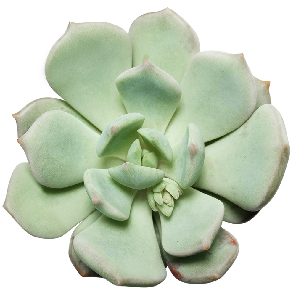 buy graptoveria moonglow live succulent 2 inch online, pale aquamarine rosette leaves with powdery farina coating, compact low-growing form, pink-tipped leaf edges, drought tolerant easy care, perfect for sunny windowsill display, thoughtful succulen