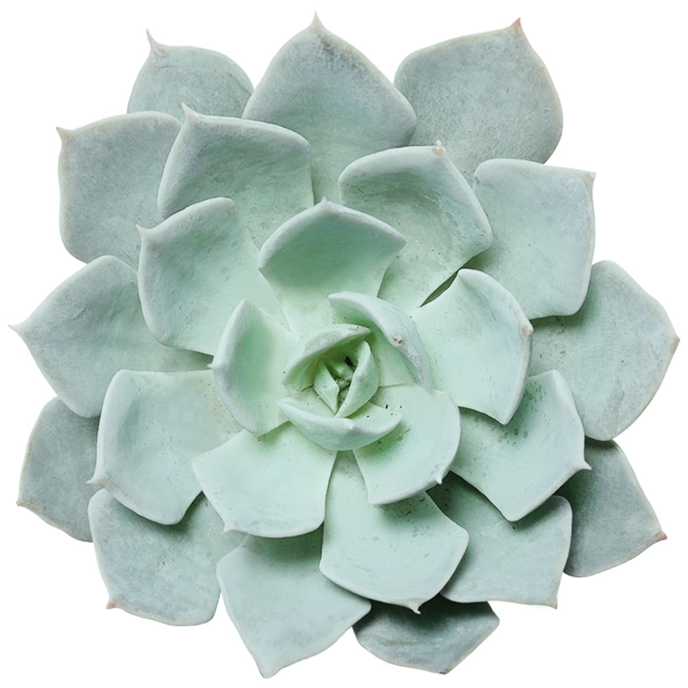 buy echeveria blue fairy live succulent 2 inch online, soft pastel blue rosette form, powdery wax-coated spade-shaped leaves, reddish leaf tips, compact slow-growing succulent, elegant minimalist windowsill display, thoughtful succulent gift for plan