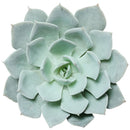 4 inch echeveria blue fairy live succulent for sale in plastic pot, full plant view showing healthy rosette with vibrant pastel blue coloring, frosty wax-covered leaves tapering to reddish points, upright compact form, sun-loving and low water needs,