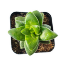 2 inch crassula springtime succulent live succulent for sale, opposing elliptic fleshy leaves no larger than a thumbnail, slow growing with erect to trailing stem development, showy pink blooms with red centers in early spring, minimal fertilizer and easy drought-tolerant care, sophisticated addition to any indoor succulent collection, perfect plant gift for any occasion in bamboo pot