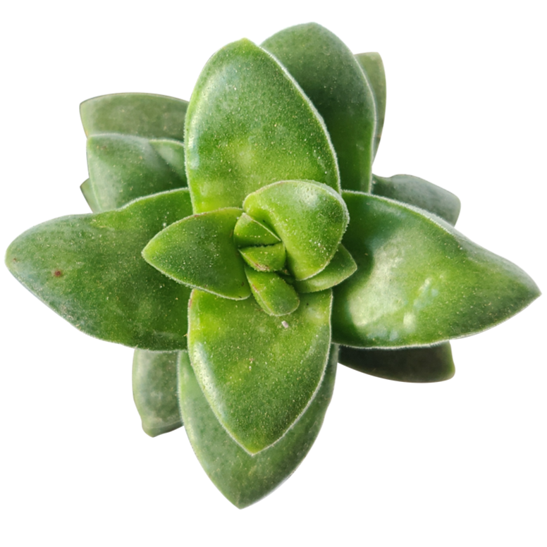 2 inch crassula springtime succulent live succulent for sale, grey-green to dark green thick leaves with ciliate margins, compact upright then trailing silhouette, star-shaped scented flower clusters, suitable for bright windowsills and container gardens, modern minimalist display piece, lovely spring birthday gift in bamboo pot
