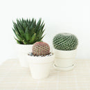 Succulents for Sale, Types of Succulents, Succulents Shop in California, Succulents and Cactus Plants, Cactus Box, Subscription Box with Care Instruction, Succulent Subscription Box