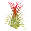 Tillandsia Ionantha Fuego Air Plant Decor Ideas, Unique Air Plant as Gift