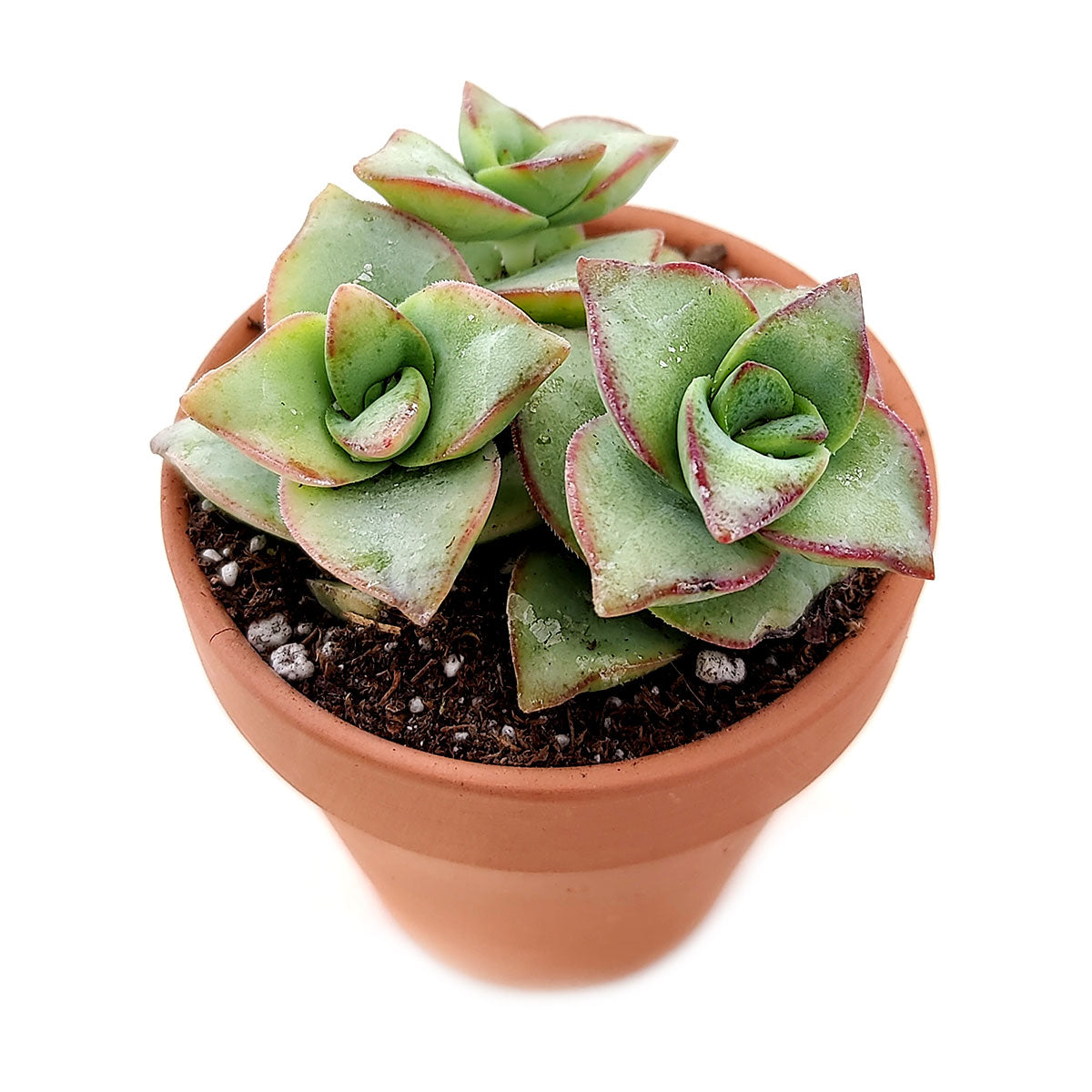 buy crassula ivory towers - crassula x perforata live succulent 2 inch online, pale ivory and silver-green toned leaves with red margins, tightly packed upright stem column, compact and sculptural form, thrives in bright indirect to direct light, stylish desk or shelf plant for contemporary interiors, a unique succulent gift for collectors and beginners alike