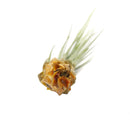 Tillandsia Juncea air plant for sale, How to plant Tillandsia Juncea air plant, How to care for Tillandsia Juncea air plant, Air plants subscription box monthly, Air plants gift ideas, live air plants for sale
