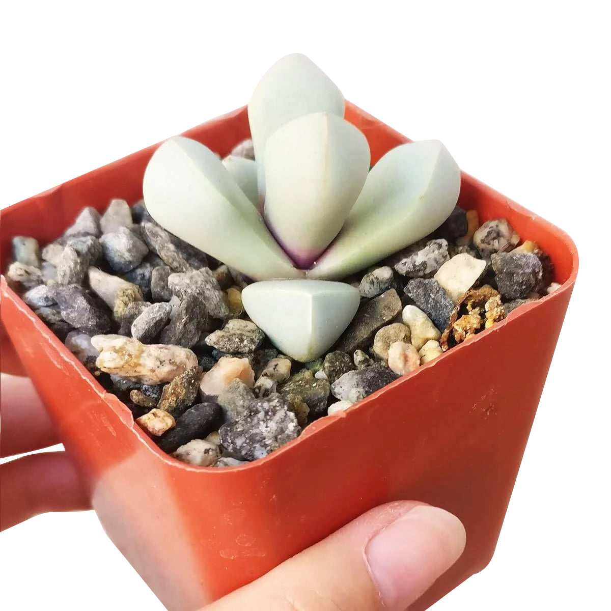 2 inch Karoo Rose Lapidaria margaretae Cactus live cactus for sale, rare mesemb succulent with thick stone-textured greyish-white leaves arranged in two to four stacked pairs, slow-growing and drought tolerant, striking statement piece for a bright sunny windowsill, thoughtful and unique gift plant for succulent enthusiasts in a bamboo pot
