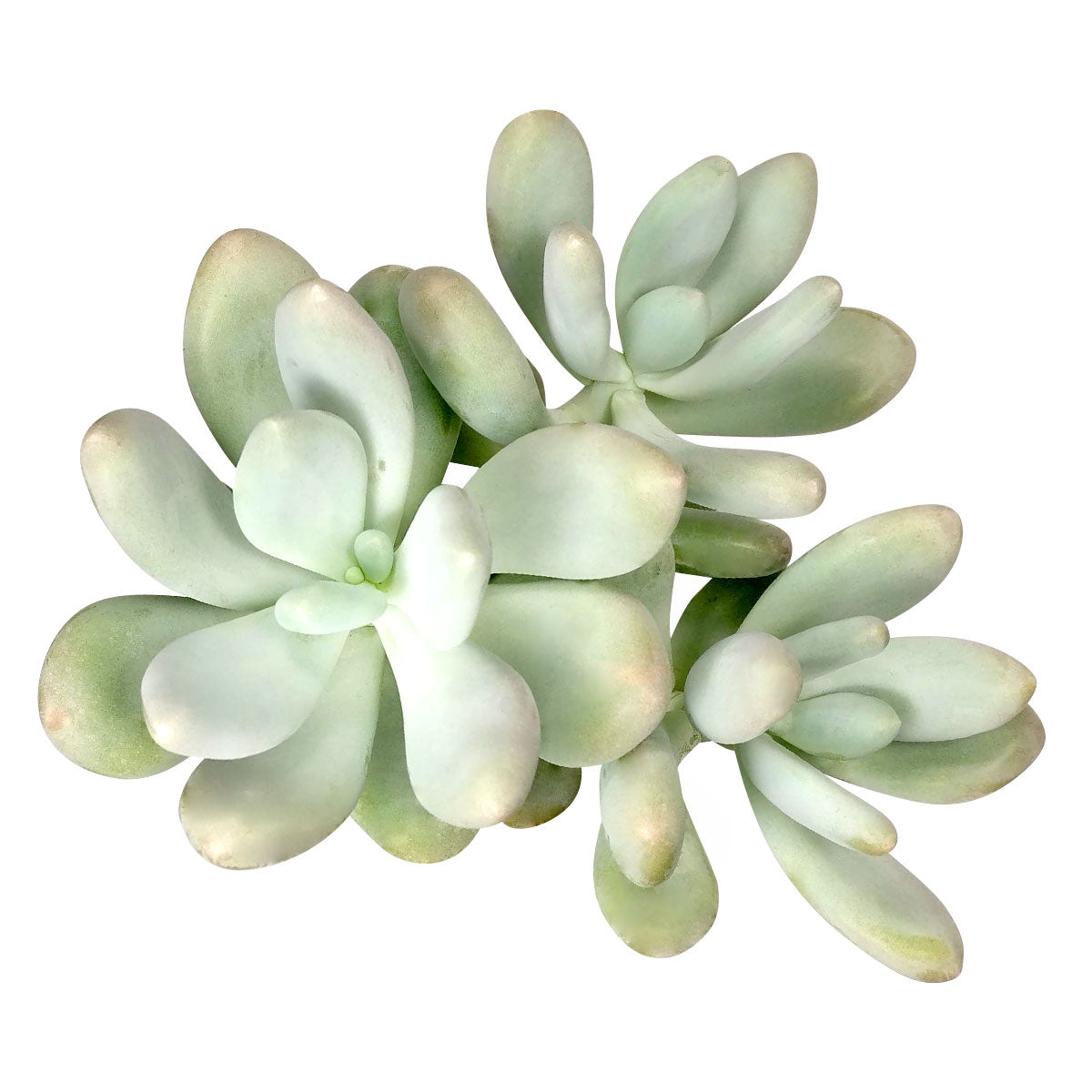 buy lavender pebbles graptopetalum live succulent 2 inch online, chubby moon rock style leaves with frosty powdery finish, lavender to grey-green coloration, compact slow-growing rosette succulent, drought tolerant and beginner friendly, eye-catching