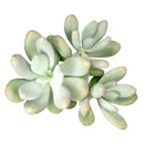 buy lavender pebbles graptopetalum live succulent 4 inch online, rare graptopetalum amethystinum with plump lavender-pink leaves in compact rosette form, powdery moon-rock leaf coating, full sun and drought tolerant care traits, pet-friendly non-toxi