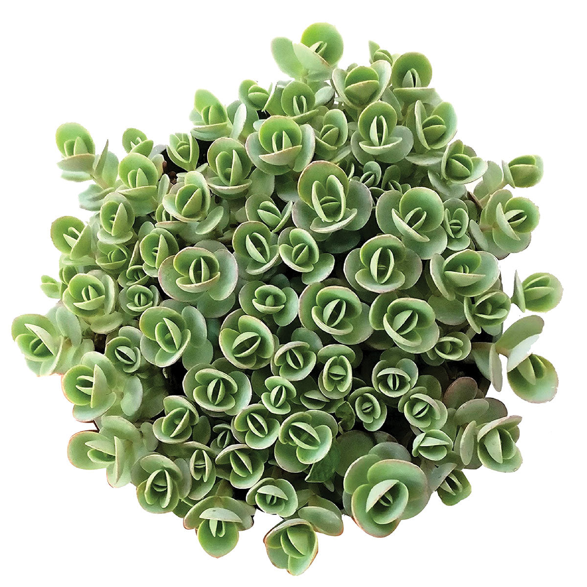buy sedum lime zinger succulent live succulent 2 inch online, vivid lime green leaves with cherry red edges, low spreading mat-forming growth, fleshy drought tolerant foliage, slow growing full sun succulent, vibrant desk or windowsill accent, cheerful colorful gift for plant lovers