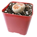 How to take care of Lithops Succulent Plant, Lithops Living Stones Care Guide, How to grow Lithops Plant, rare succulents, rare succulents for sale, unique succulents, buy succulents online, rare succulent, succulent shop, unusual succulents, succulent store, succulents online,  indoor succulents.