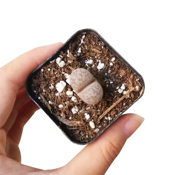 Lithop for sale, Rare succulents, succulent care guide, indoor succulents, Succulents, succulent plant, cactus, succulent care, Succulents shop near me, Lithop in California, How to grow Lithop, rare succulents, rare succulents for sale, unique succulents, buy succulents online, rare succulent, succulent shop, unusual succulents, succulent store, succulents online,  indoor succulents