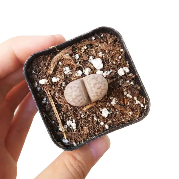 Lithop for sale, Rare succulents, succulent care guide, indoor succulents, Succulents, succulent plant, cactus, succulent care, Succulents shop near me, Lithop in California, How to grow Lithop, rare succulents, rare succulents for sale, unique succulents, buy succulents online, rare succulent, succulent shop, unusual succulents, succulent store, succulents online,  indoor succulents