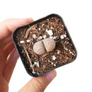 How to take care of Lithops Succulent Plant, Lithops Living Stones Care Guide, How to grow Lithops Plant, rare succulents, rare succulents for sale, unique succulents, buy succulents online, rare succulent, succulent shop, unusual succulents, succulent store, succulents online,  indoor succulents.