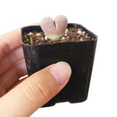 How to take care of Lithops Succulent Plant, Lithops Living Stones Care Guide, How to grow Lithops Plant, rare succulents, rare succulents for sale, unique succulents, buy succulents online, rare succulent, succulent shop, unusual succulents, succulent store, succulents online,  indoor succulents.