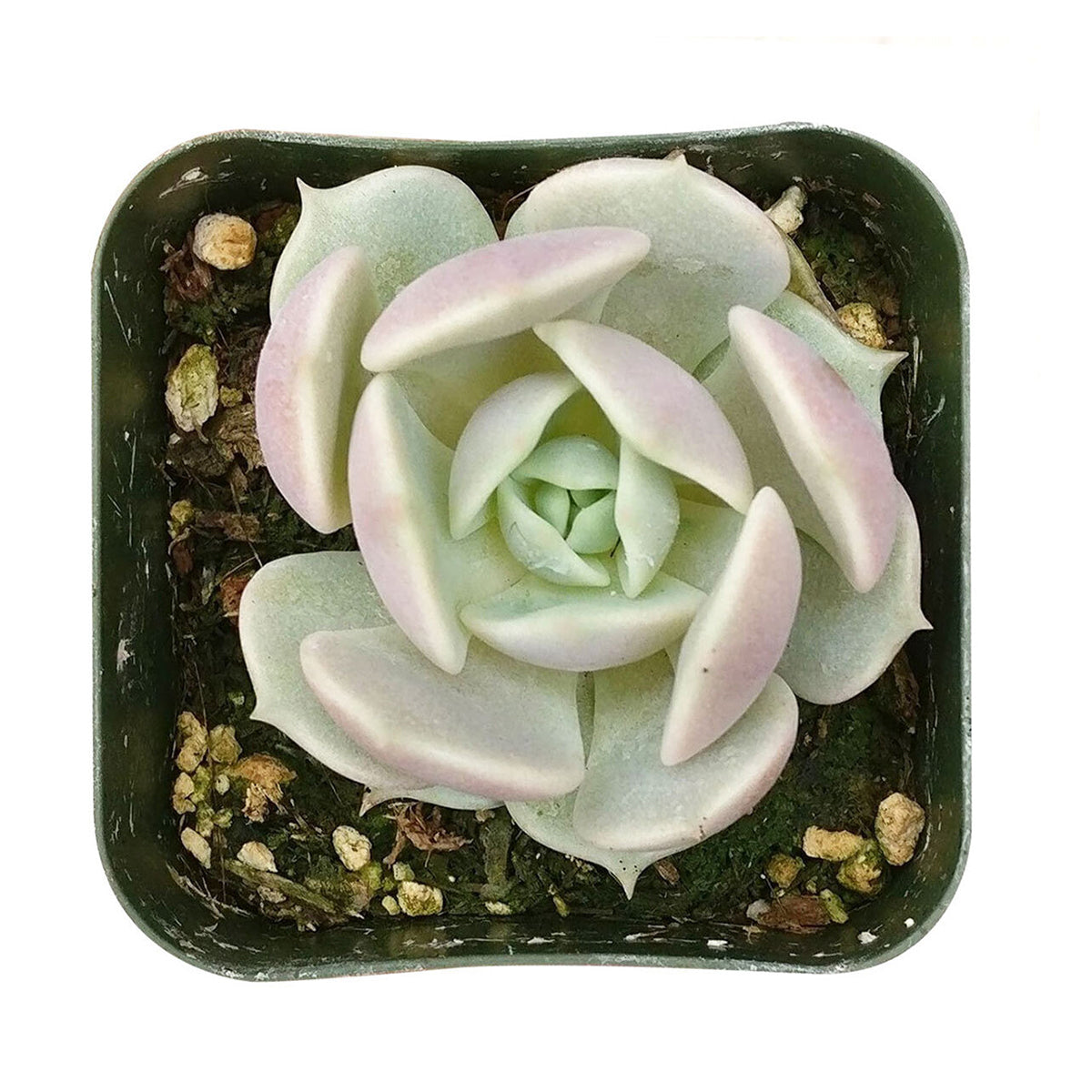 4 inch echeveria lola succulent live succulent for sale in clay pot, pale gray-green leaves edged in rose with pearlescent marble-like sheen, tight rosette with subtle upward curling leaf tips