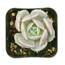 4 inch echeveria lola succulent live succulent for sale in custom pot, pastel lavender and blue-green rosette with roseate leaf margins and waxy sheen, compact slow-growing clustering form ideal for small spaces and container displays
